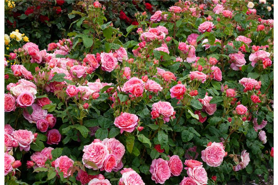 FLORIBUNDA